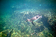 Picture 'Eq1_04_02 Galapagos Penguin, Penguin, Galapagos, Bartolome'